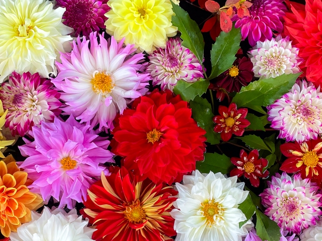色とりどりの花